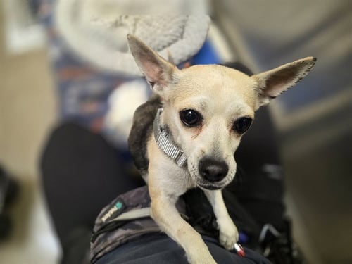 PEACHETTE - Chihuahua available for adoption