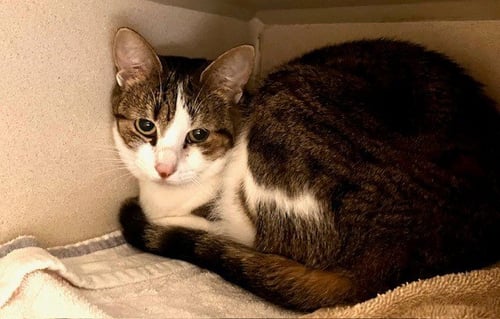 ALICE - Domestic Short Hair available for adoption