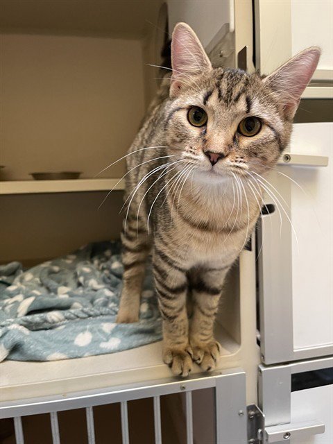 CORNUCOPIA - Domestic Short Hair available for adoption