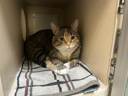 RAY - Domestic Short Hair available for adoption
