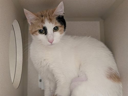 MOANA - Domestic Short Hair for adoption in Denver