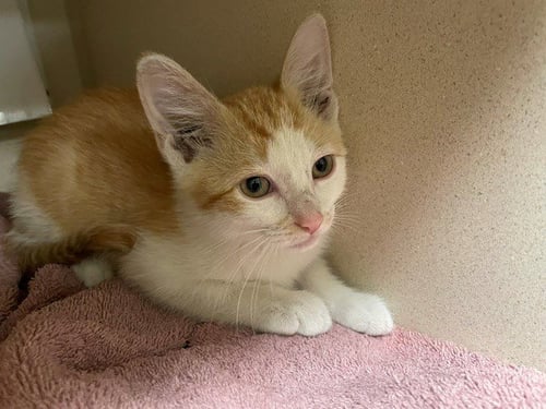 A435428 - Domestic Short Hair available for adoption
