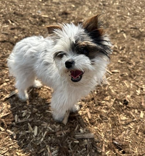 DOLLY - Shih Tzu / Maltese available for adoption