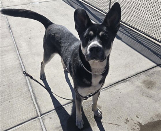 YODDHA - Siberian Husky available for adoption