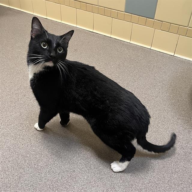 DIPPER - Domestic Short Hair available for adoption