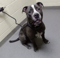 CAPONE - Photo 1