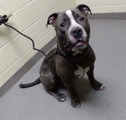CAPONE - American Pit Bull Terrier available for adoption