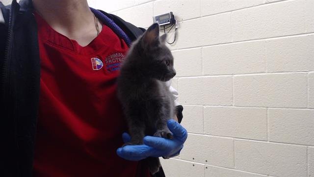 FRANC - Domestic Short Hair available for adoption