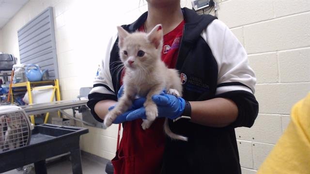 YUAN - Domestic Short Hair available for adoption