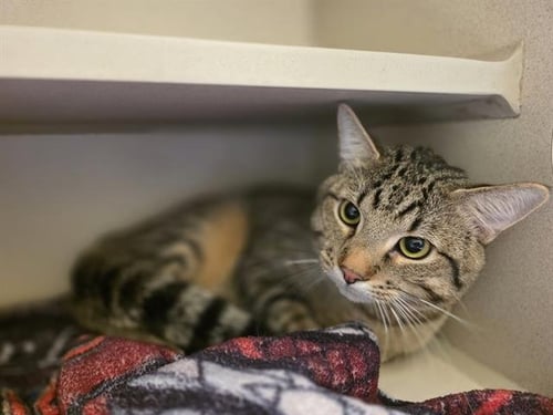 DHABI - Domestic Short Hair for adoption in Denver