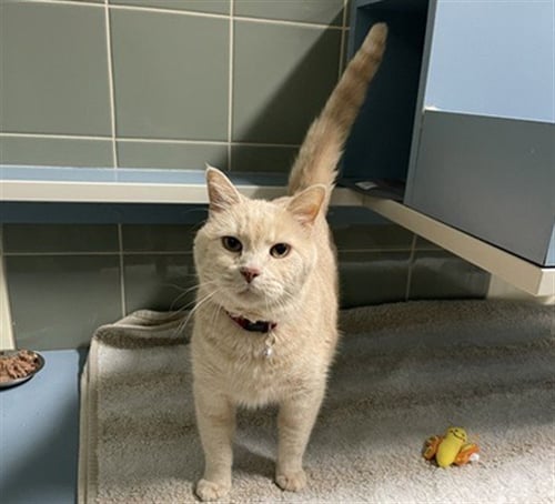 CHATTY CHARLIE - Domestic Short Hair available for adoption