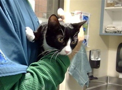GOOSE - Domestic Short Hair available for adoption