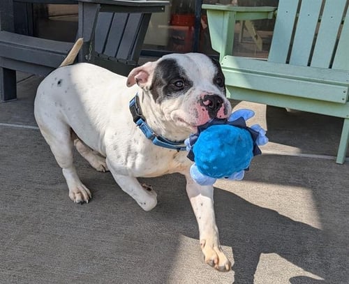 CHAPO - American Staffordshire Terrier available for adoption