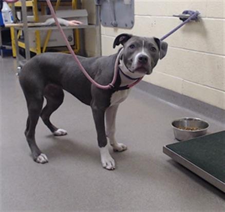 SKY - Pit Bull Terrier available for adoption