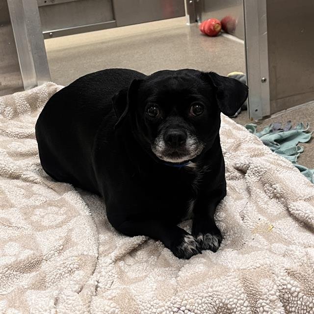 ROYALTY - Jack Russell Terrier (Parson Russell Terrier) available for adoption