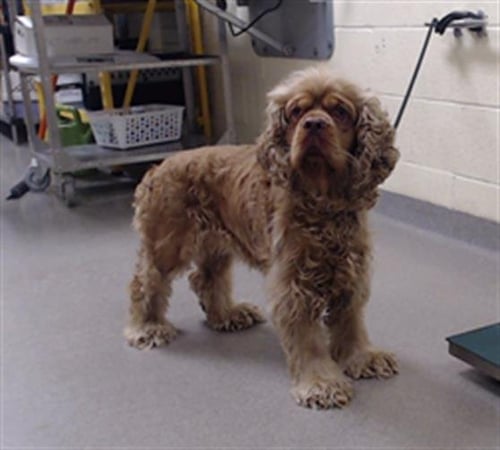TIM CURRY - Cocker Spaniel available for adoption