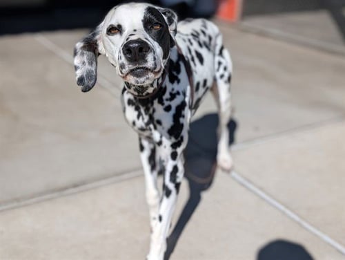 KNOX - Dalmatian available for adoption