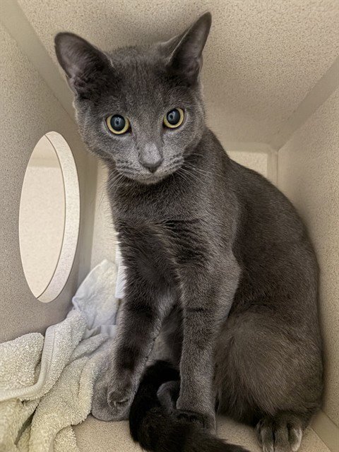 CASHEW - Domestic Short Hair available for adoption