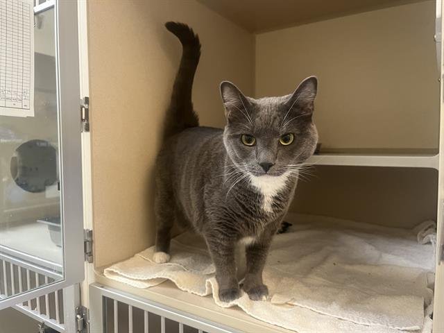 SMOKEY - Domestic Short Hair available for adoption