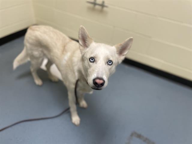 PERSEPHONE - Siberian Husky available for adoption