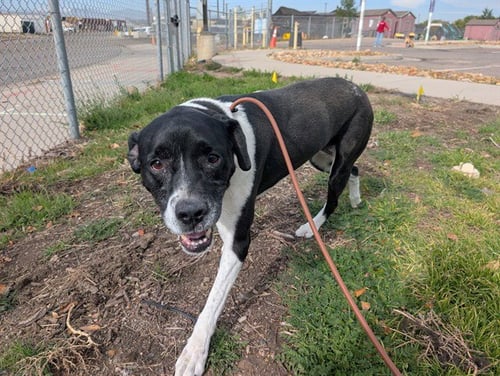COOKIE SUE - Labrador Retriever available for adoption