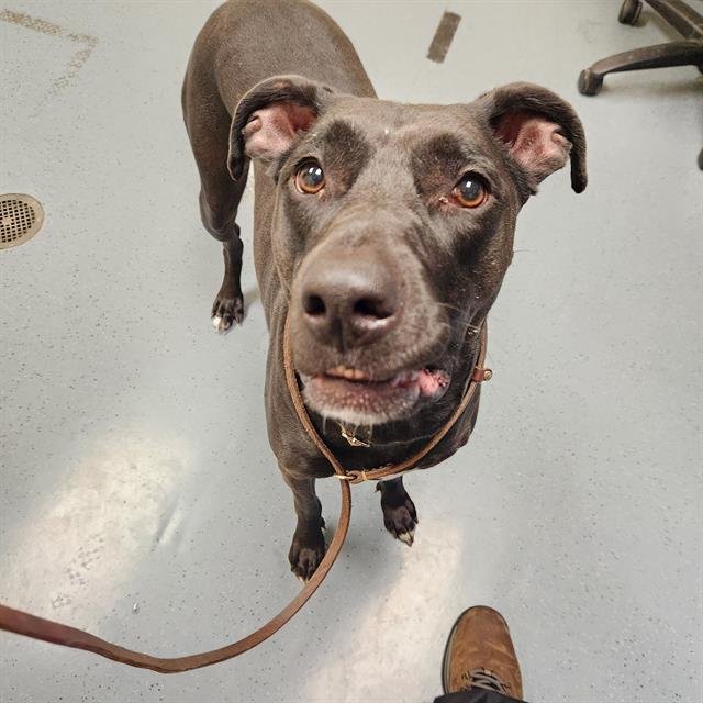 DARNELA - Labrador Retriever available for adoption