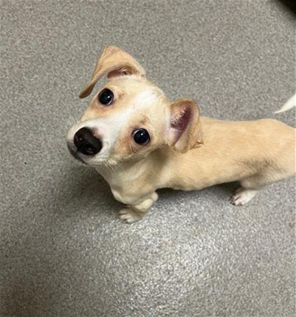 LIFE CEREAL - Beagle available for adoption