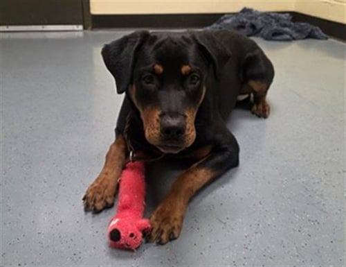 HIGHLIGHTER - Rottweiler available for adoption