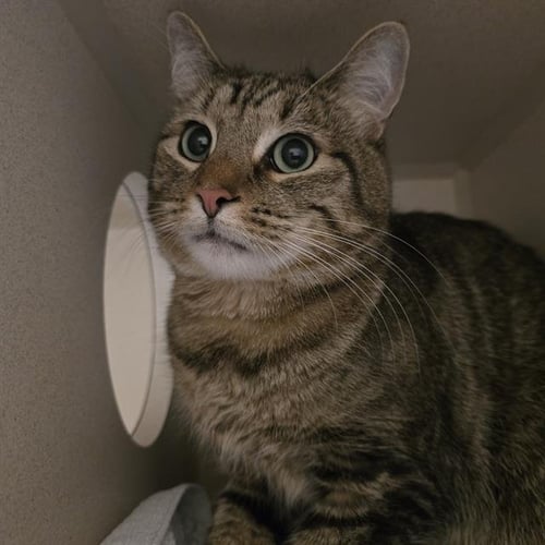 ASHE - Domestic Short Hair available for adoption