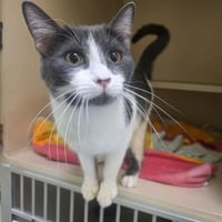 LITTLE BO-PEEP - Photo 1