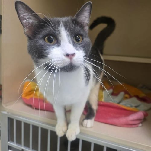 LITTLE BO-PEEP - Domestic Short Hair available for adoption