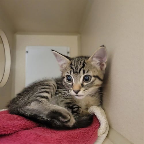 MALITA - Domestic Short Hair for adoption in Denver