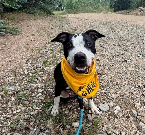 CARDI - American Pit Bull Terrier available for adoption