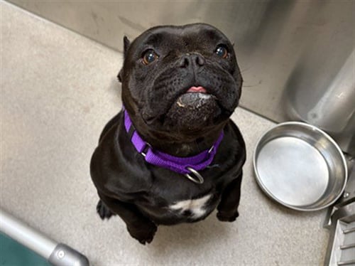 BETSY - American Pit Bull Terrier / English Bulldog available for adoption