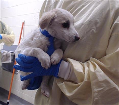 DAISY - French Brittany available for adoption