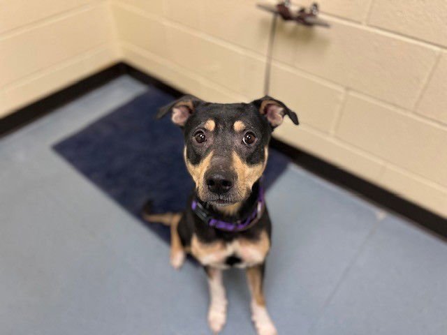 MITTENS - American Foxhound available for adoption