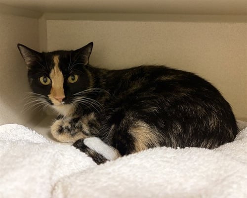 MINI MUFFIN - Domestic Short Hair available for adoption