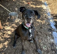 BUDDY - Photo 1