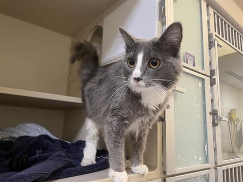 BEAUTY - Domestic Medium Hair available for adoption