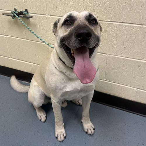 GUS - German Shepherd Dog available for adoption