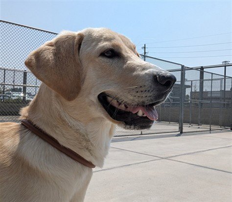 BOWIE - Labrador Retriever available for adoption