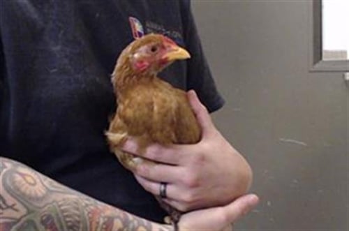 KUNG PAO - Chicken available for adoption