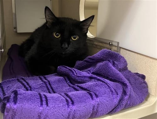 BENGIE - Domestic Medium Hair available for adoption