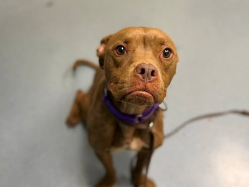 SCOOBY DOO - Pit Bull Terrier available for adoption