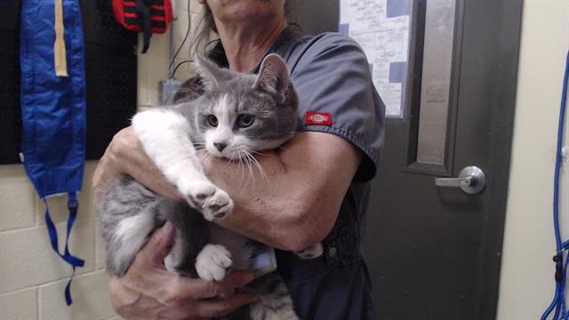 HOPPER GILMORE Image