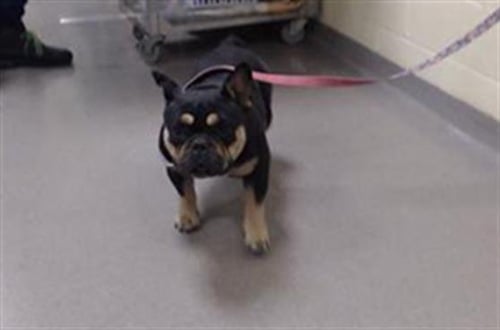CHLOE - French Bulldog available for adoption