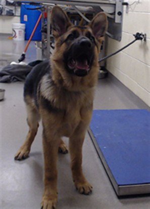 IGOR - German Shepherd Dog available for adoption