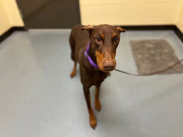 ZOLA - Doberman Pinscher available for adoption