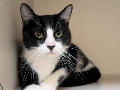 MIKEY - Domestic Short Hair for adoption in Arvada