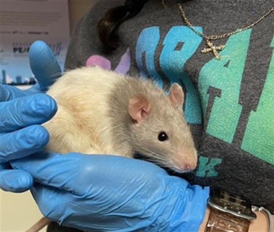 WONTON - Rat available for adoption